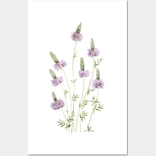 purple prairie clover watercolor Posters and Art